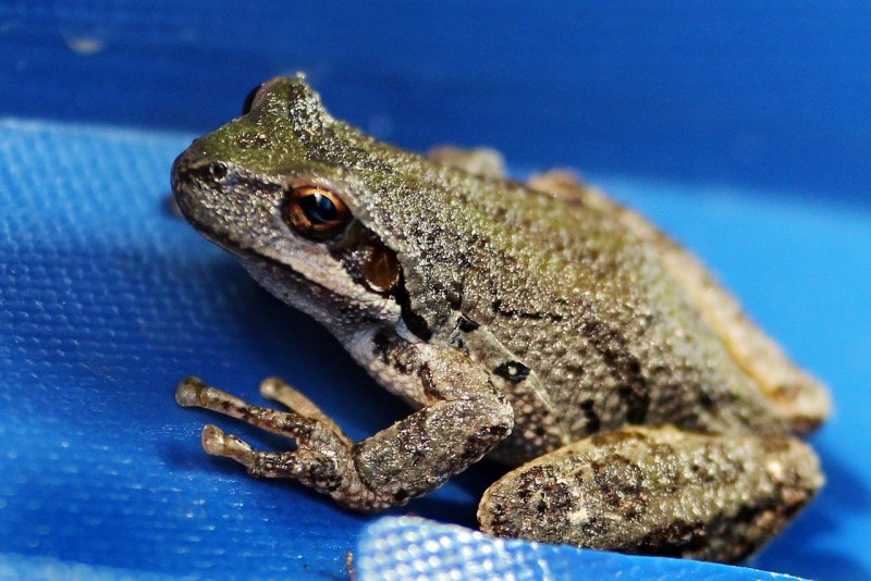 Бурая жаба Bufo guttata