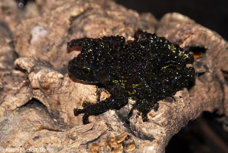 Kurixalus Odontotarsus