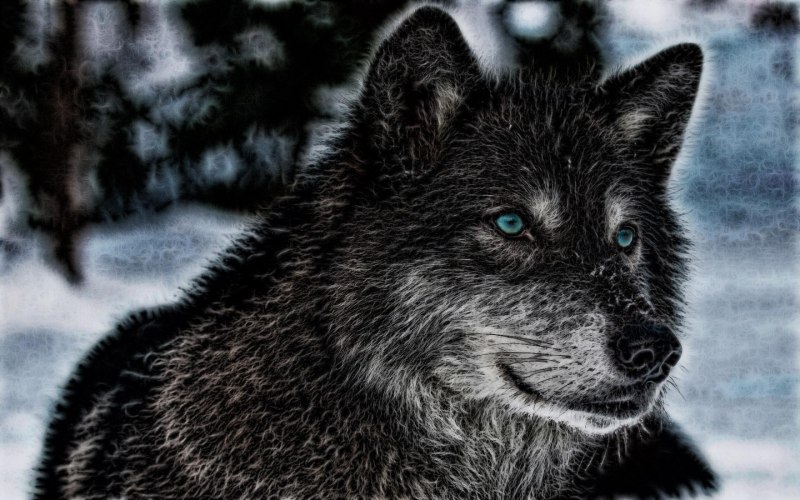 Дикий черный волк (57 фото)