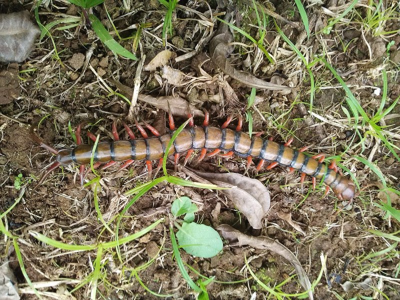 Scolopendra viridicornis