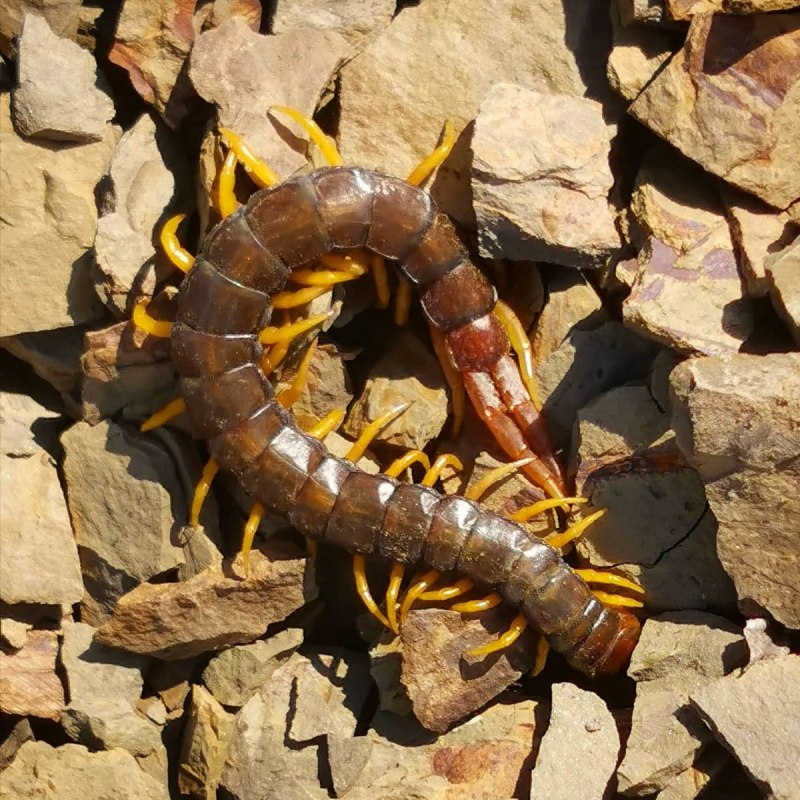 Scolopendra subspinipes