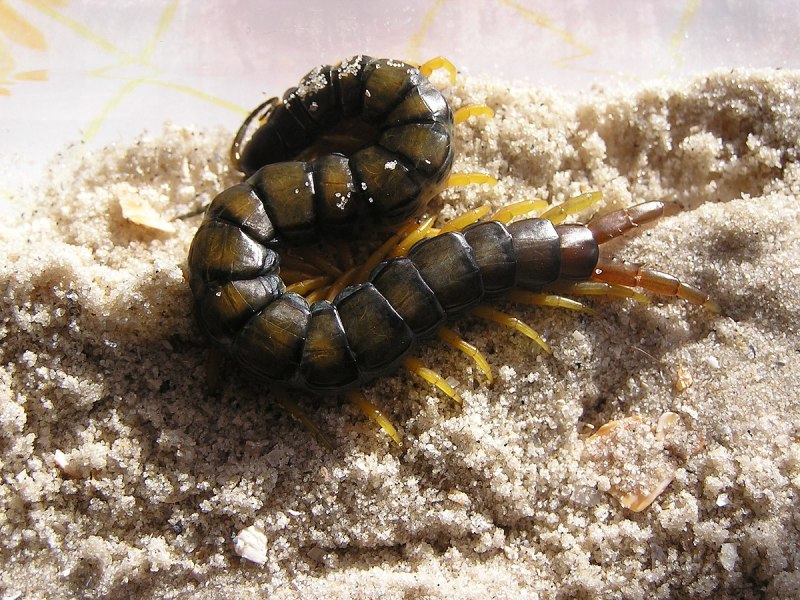 Ethmostigmus trigonopodus