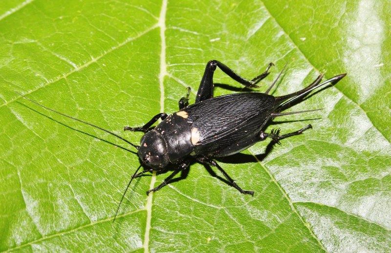 Gryllus locorojo биология и экология