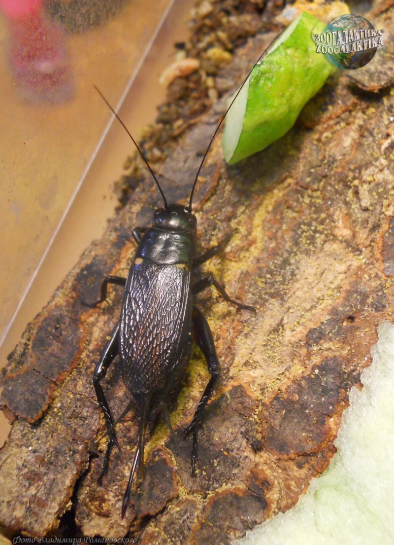 Сверчки Gryllus bimaculatus