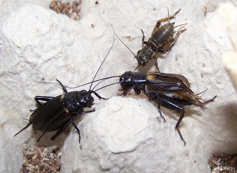 Сверчки Gryllus bimaculatus