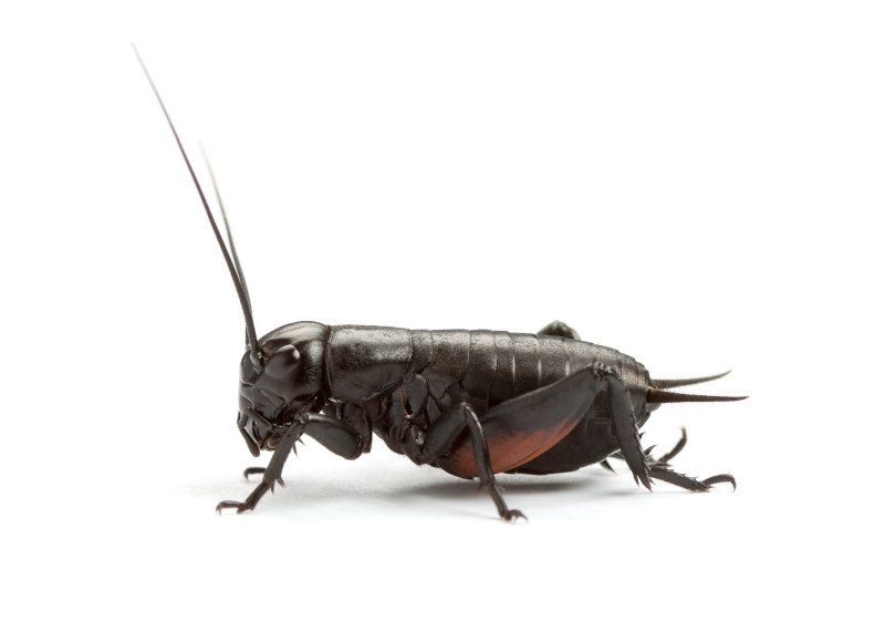 Сверчок полевой Gryllus Campestris