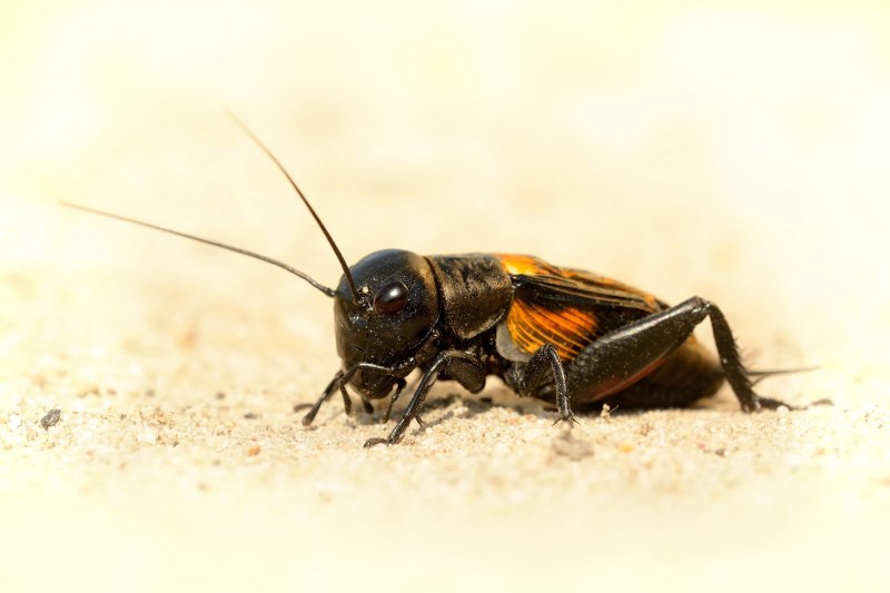 Сверчки Gryllus bimaculatus