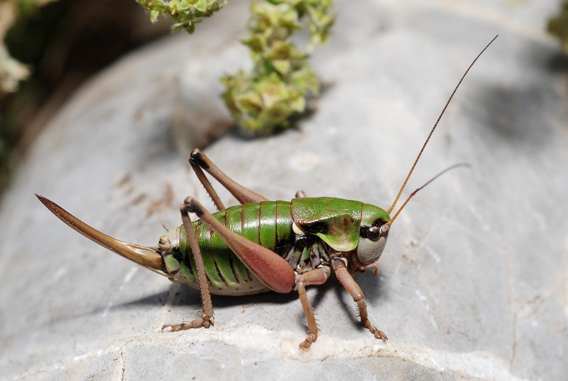 Азиатский сверчок Gryllidae