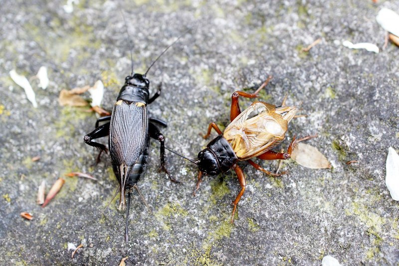Сверчки Gryllus bimaculatus
