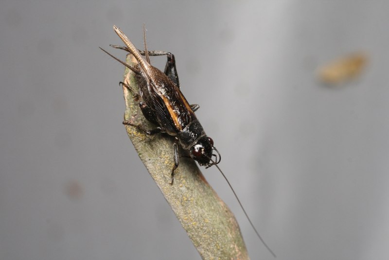 Сверчки Gryllus bimaculatus
