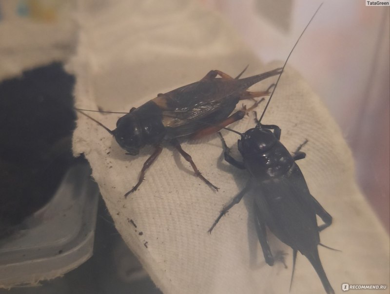 Mecopoda elongata