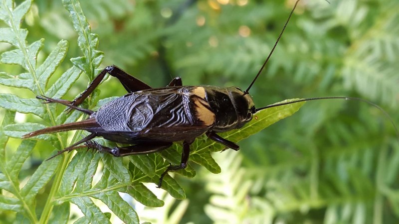Азиатский сверчок Gryllidae