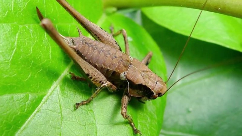 Азиатский сверчок Gryllidae