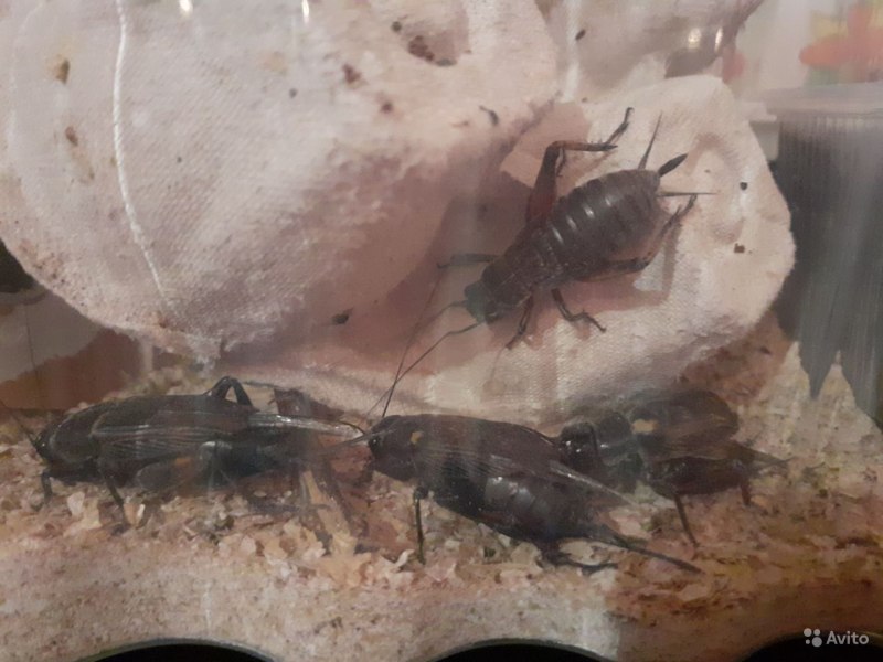 Сверчок двупятнистый Gryllus bimaculatus