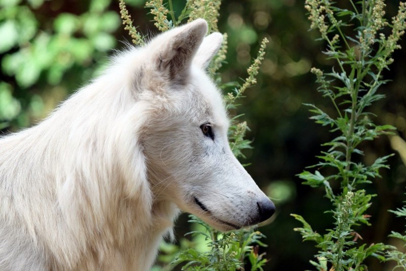 Canis Lupus tundrarum