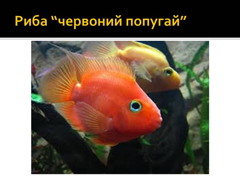 Ред Паррот цихлида