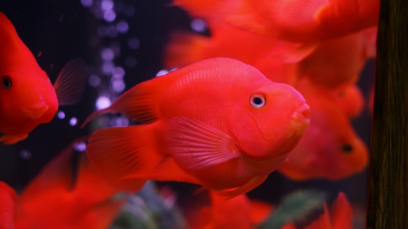 Red Parrot Cichlid