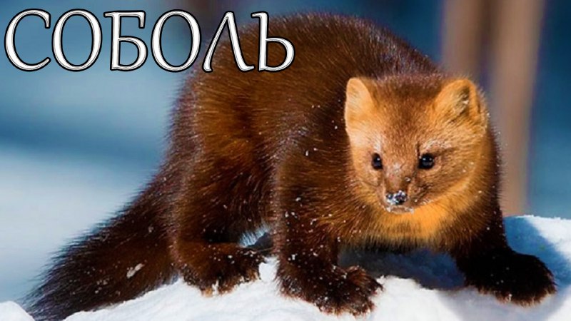 Сибирский Баргузинский Соболь