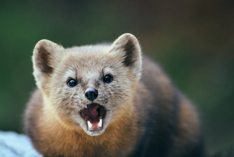 Американская норка (Mustela Vison)