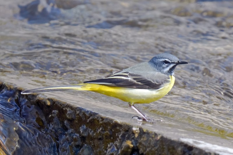 Горная трясогузка Motacilla весной фото