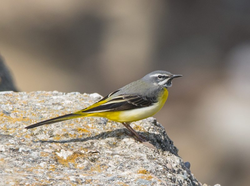 Grey Wagtail