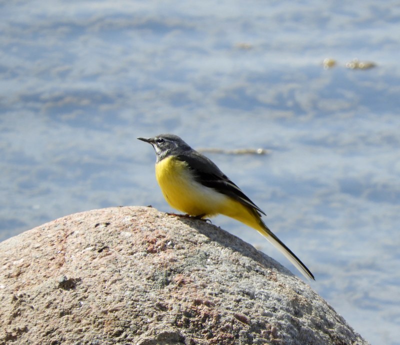Motacilla cinerea марка