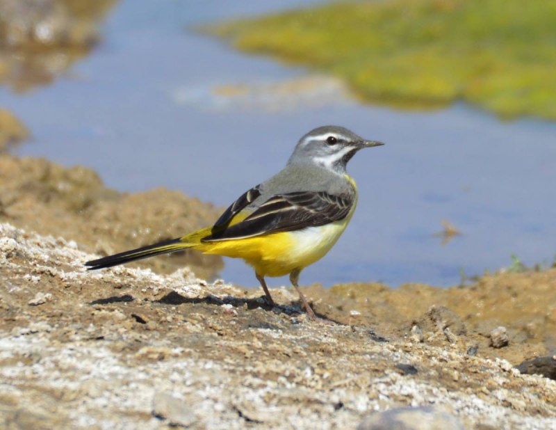 Горная трясогузка (Motacilla cinerea)