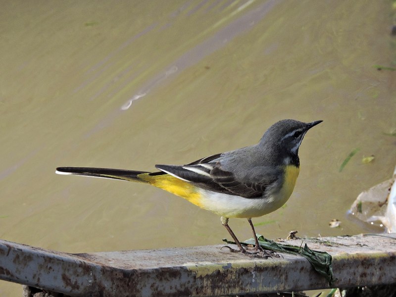 Grey Wagtail