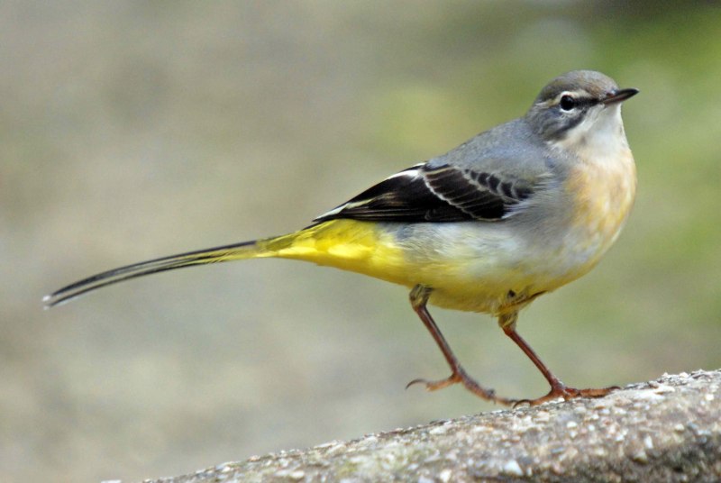 Grey Wagtail