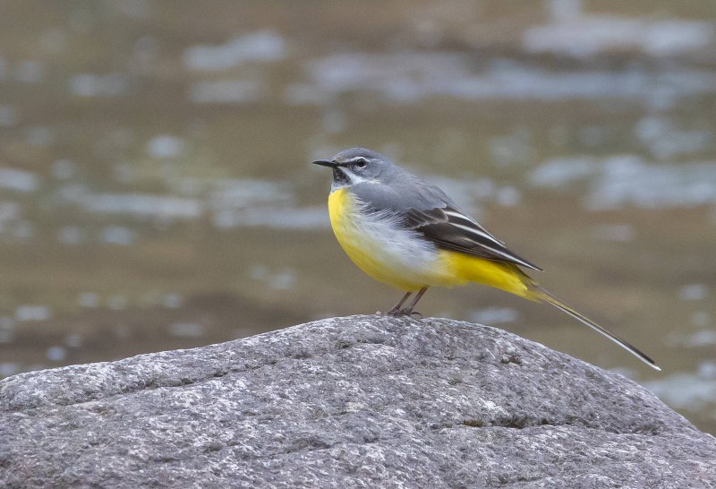Горная трясогузка (Motacilla cinerea)