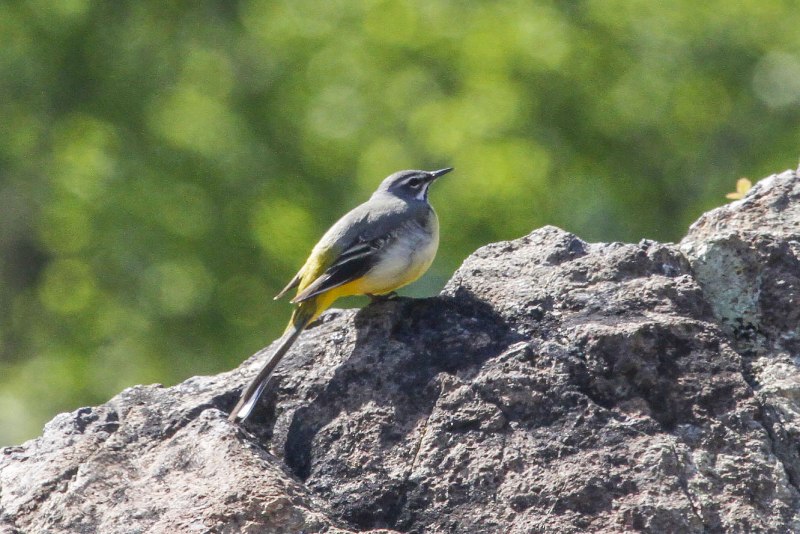 Горная трясогузка (Motacilla cinerea)