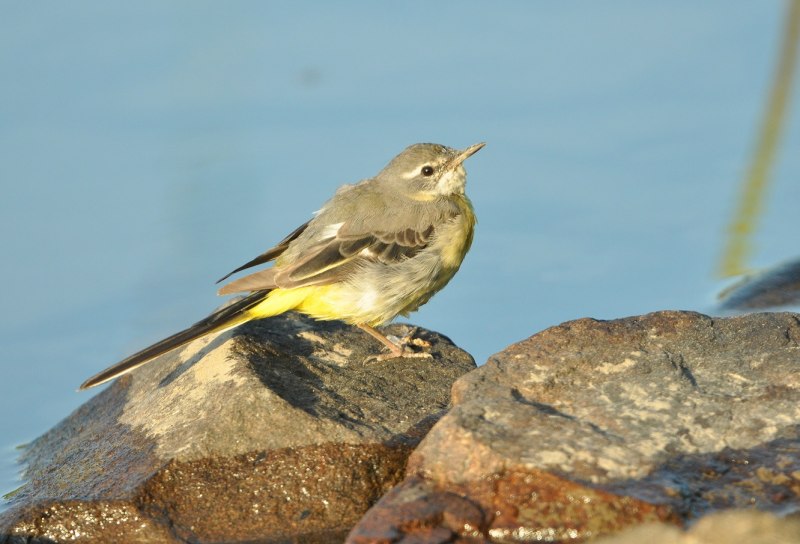 Горная трясогузка (Motacilla cinerea)