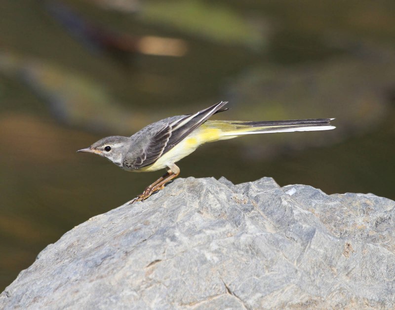 Grey Wagtail