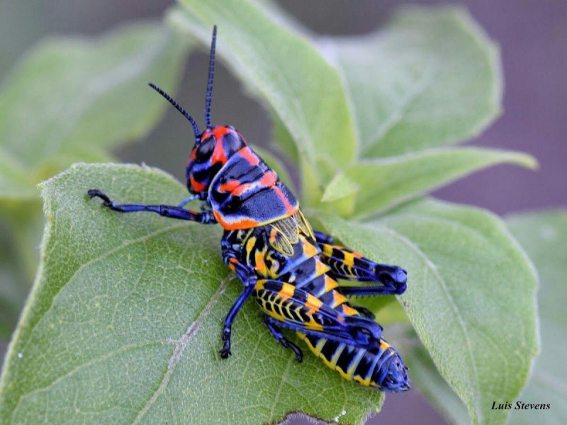 Кузнечик Dactylotum bicolor