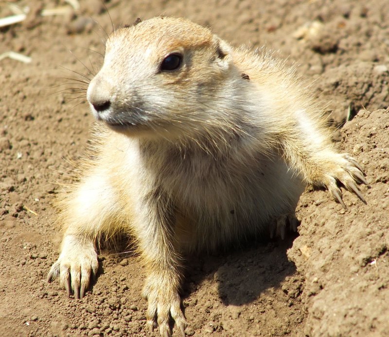 Суслик Ричардсона (Spermophilus richardsonii)