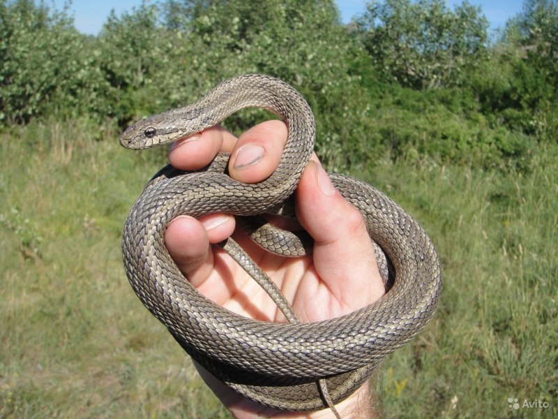 Желтобрюхий полоз (Dolichophis caspius)