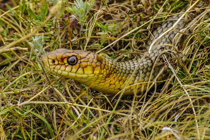 Желтобрюхий полоз (Dolichophis caspius)