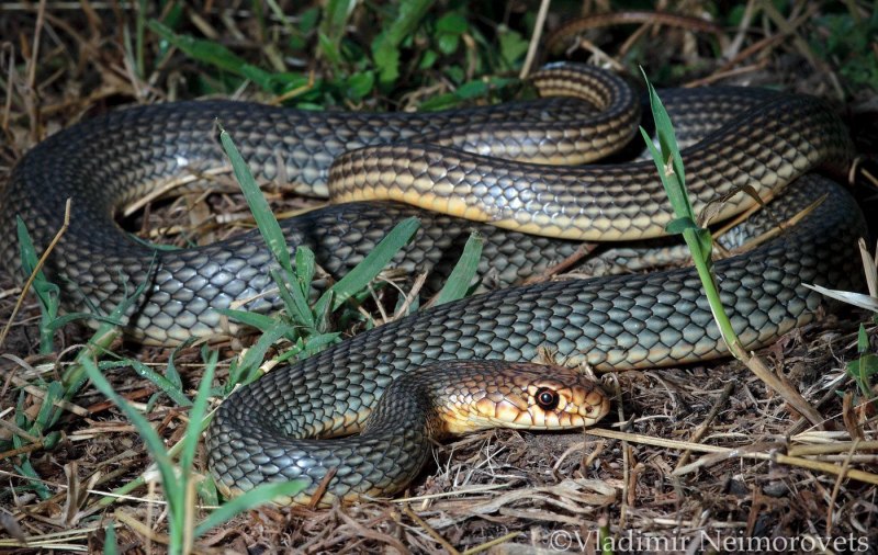 Желтобрюхий полоз (Dolichophis caspius)
