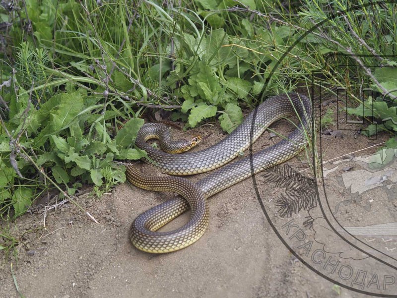 Желтобрюхий полоз (Dolichophis caspius)