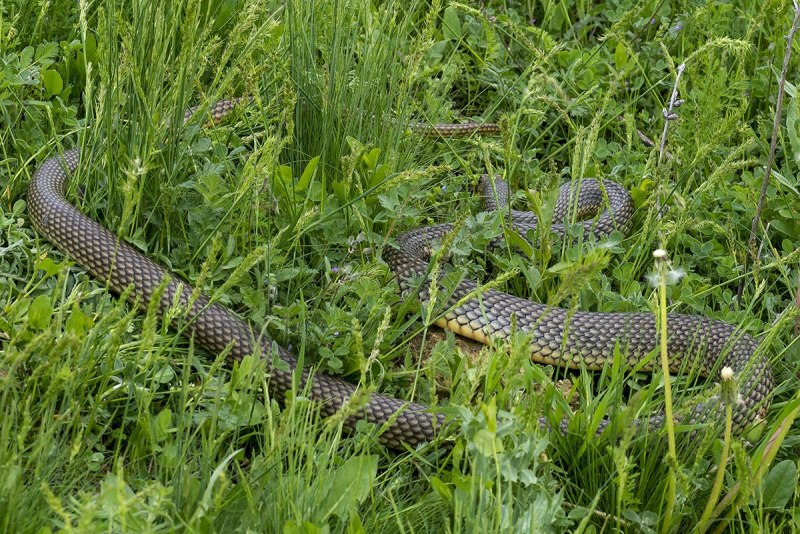 Желтобрюхий полоз (Dolichophis caspius)