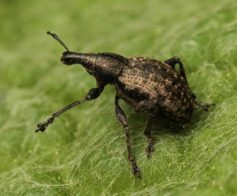 Долгоносики (Curculionidae)