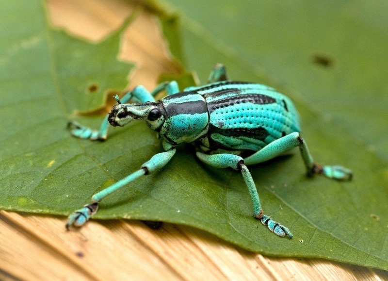 Долгоносики (Curculionidae)