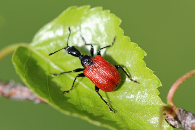 Долгоносики (Curculionidae)