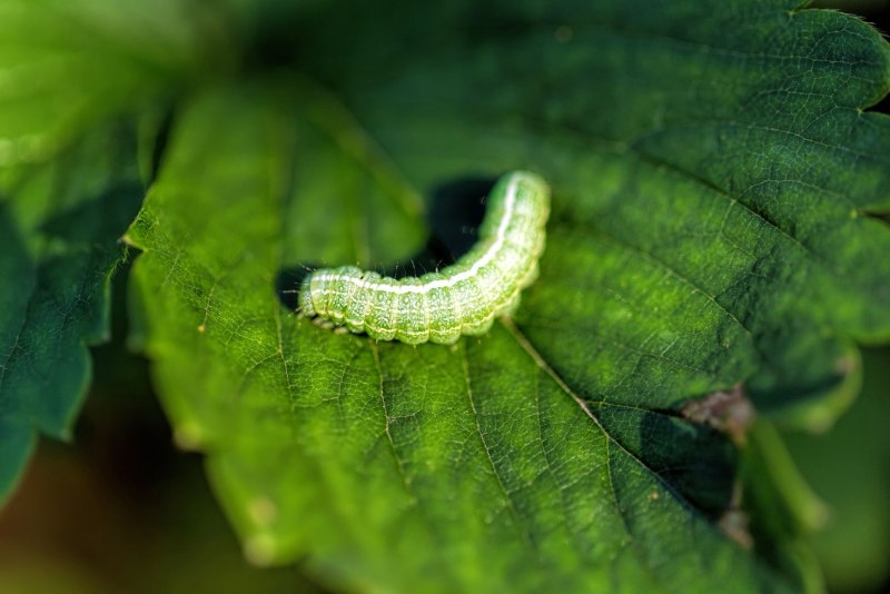 Капустная совка Mamestra brassicae