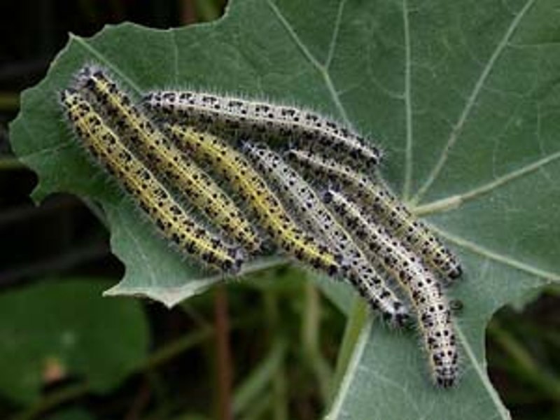 Гусеницы капустной моли Plutella xylostella