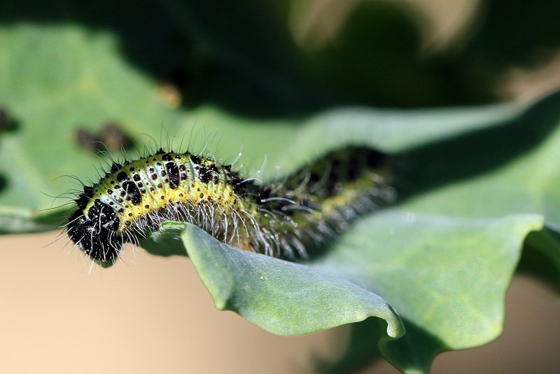 Mamestra brassicae гусеницы