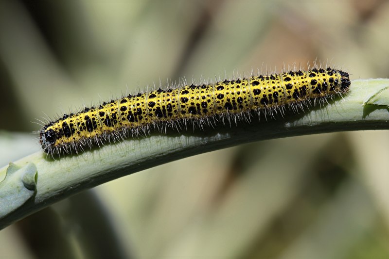 Spodoptera frugiperda (Smit) личинка
