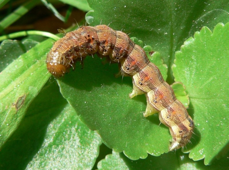 Mamestra brassicae гусеницы
