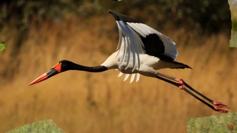 Ephippiorhynchus senegalensis