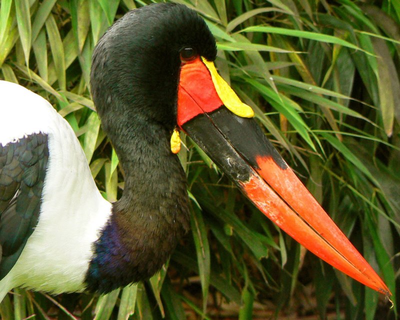 Ephippiorhynchus senegalensis